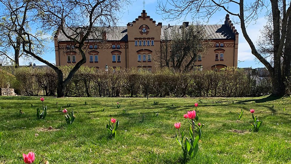 Bild på kulturskolan, rosa tulpan och grönt gräs.